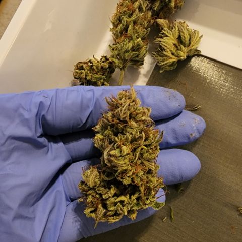 Candy Kush growlog timeline photo