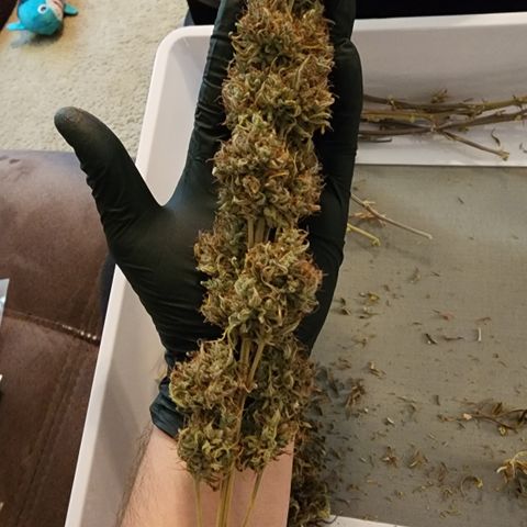 Candy Kush growlog timeline photo