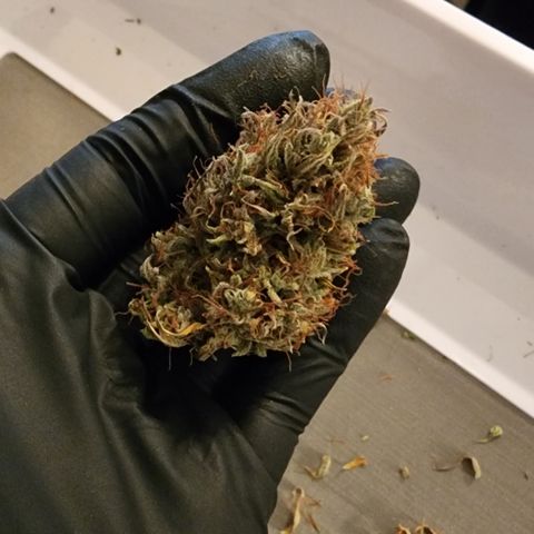 Candy Kush growlog timeline photo