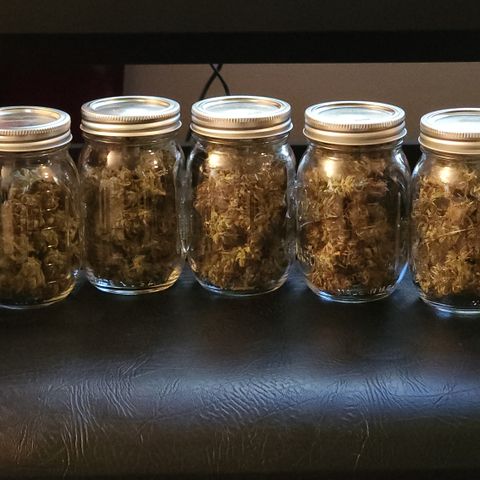 Candy Kush growlog timeline photo