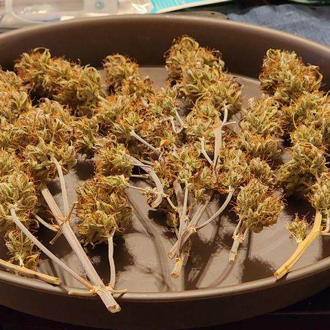 Candy Kush growlog timeline photo