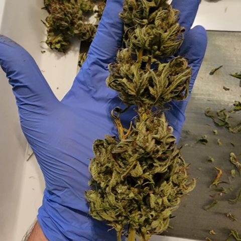 Candy Kush growlog timeline photo