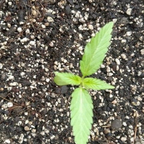 1024 growlog photo: 14 Dias de germinada 