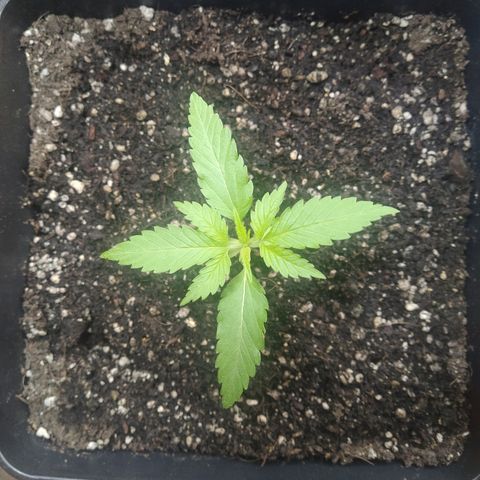 1024 growlog timeline photo