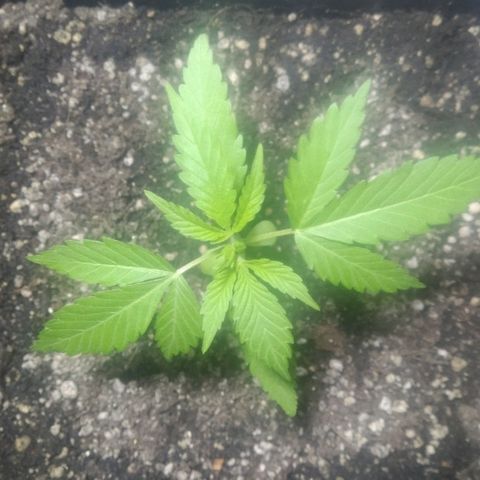 1024 growlog timeline photo