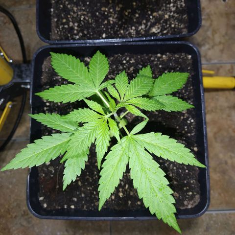 1024 growlog timeline photo