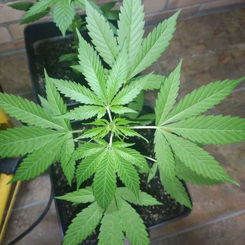 1024 growlog timeline photo