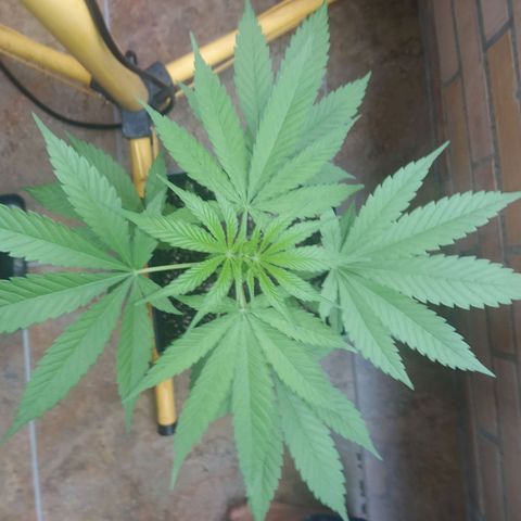 1024 growlog timeline photo