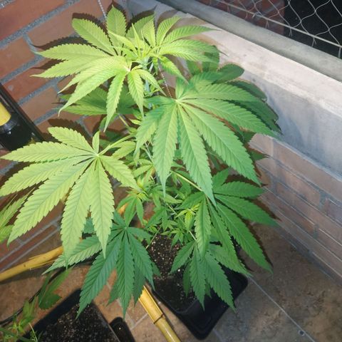 1024 growlog timeline photo