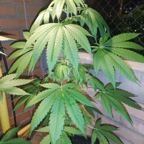 1024 growlog timeline photo