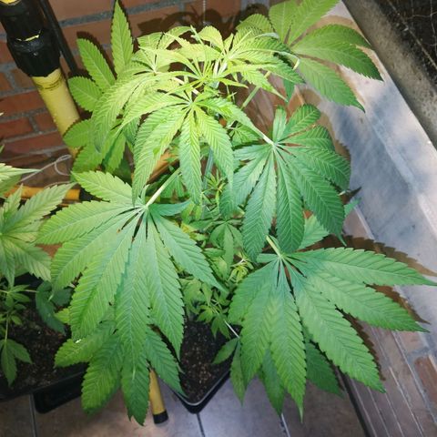 1024 growlog timeline photo