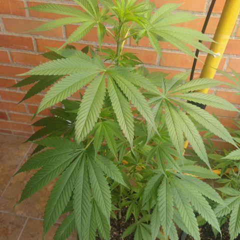 1024 growlog photo: 70 cn

