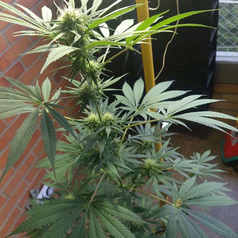 1024 growlog timeline photo