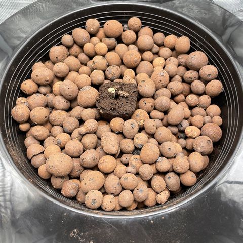Critical Kush growlog photo: Moved to bucket. 