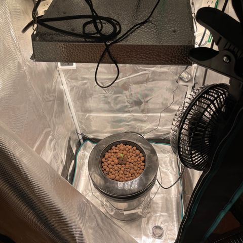 Critical Kush growlog timeline photo