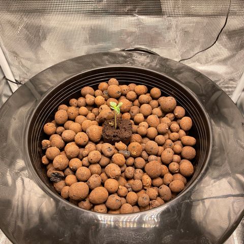 Critical Kush growlog timeline photo