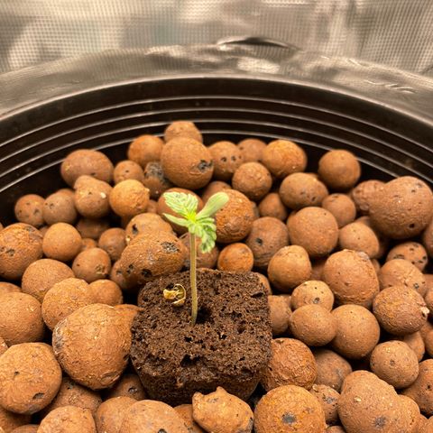 Critical Kush growlog timeline photo
