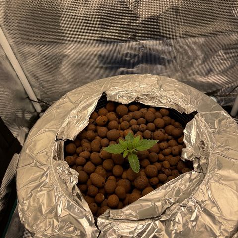 Critical Kush growlog timeline photo