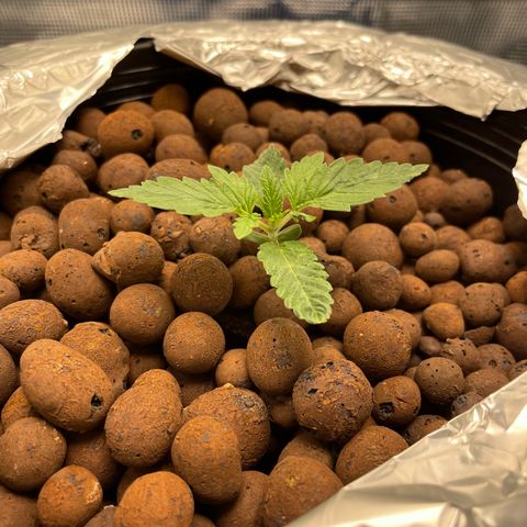 Critical Kush growlog timeline photo