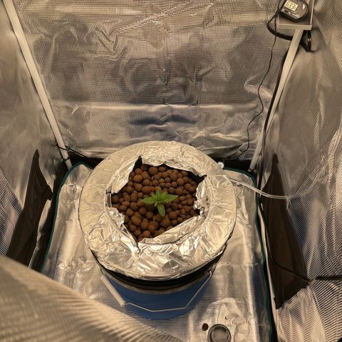 Critical Kush growlog timeline photo