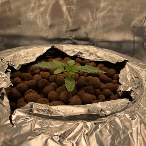 Critical Kush growlog timeline photo