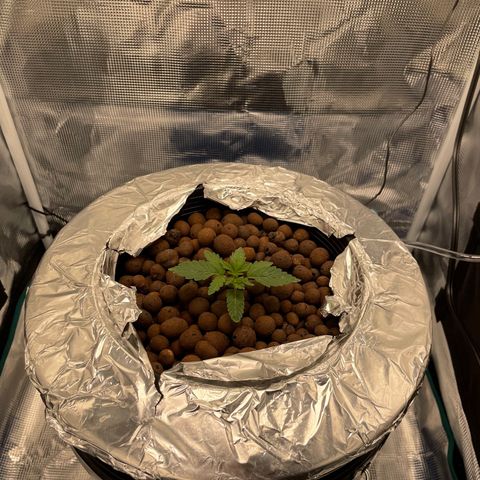 Critical Kush growlog timeline photo