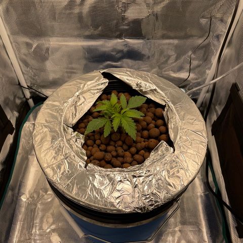 Critical Kush growlog timeline photo