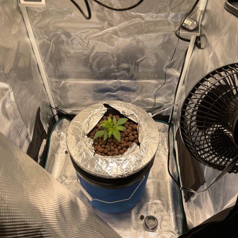 Critical Kush growlog timeline photo