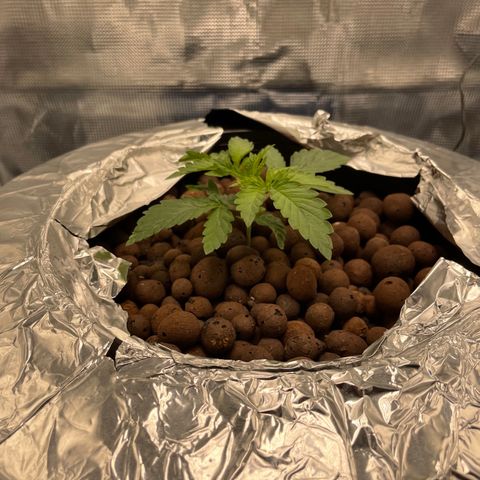 Critical Kush growlog timeline photo