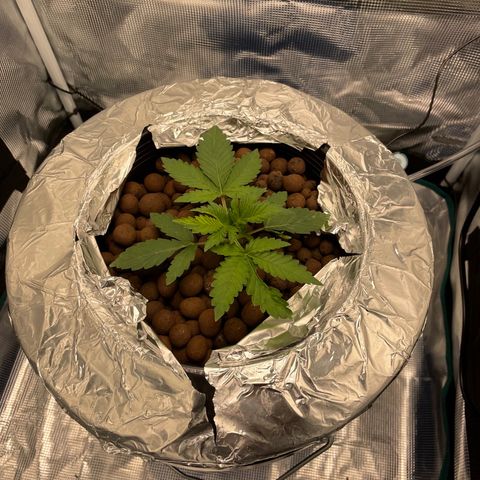 Critical Kush growlog timeline photo