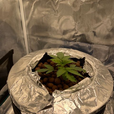 Critical Kush growlog timeline photo
