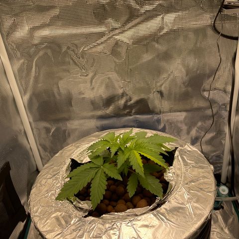 Critical Kush growlog timeline photo