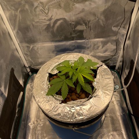 Critical Kush growlog timeline photo