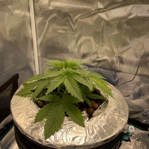 Critical Kush growlog timeline photo