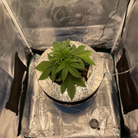 Critical Kush growlog timeline photo