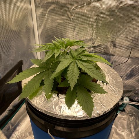 Critical Kush growlog timeline photo