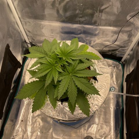 Critical Kush growlog timeline photo