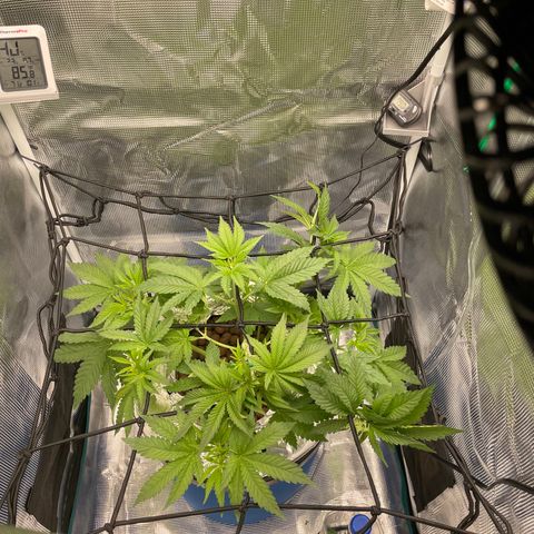 Critical Kush growlog timeline photo