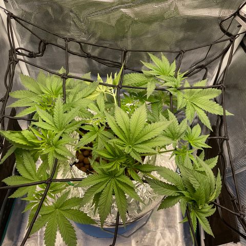 Critical Kush growlog timeline photo
