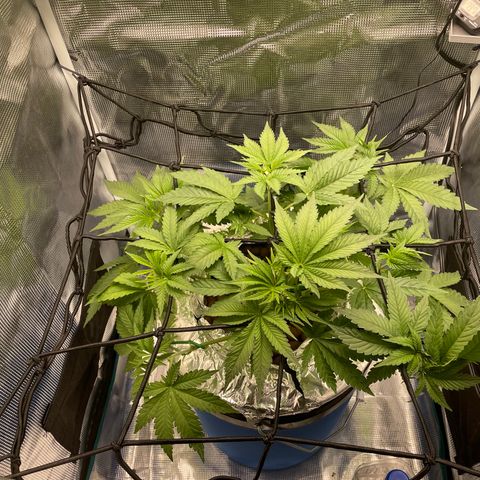 Critical Kush growlog timeline photo