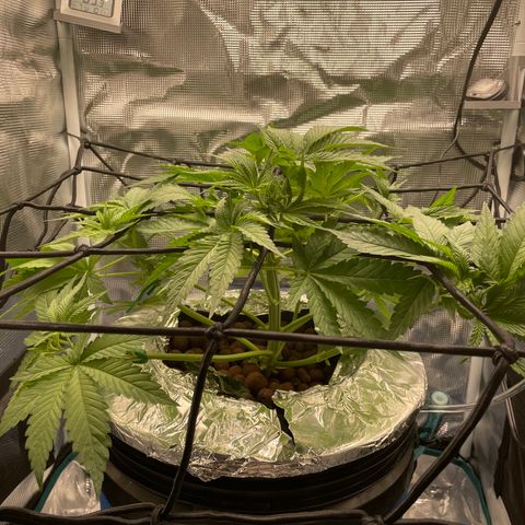 Critical Kush growlog timeline photo