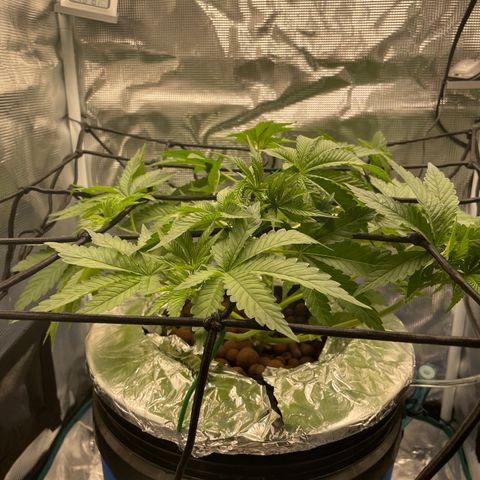 Critical Kush growlog timeline photo