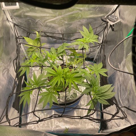 Critical Kush growlog photo: Water change. Flip to flower. 