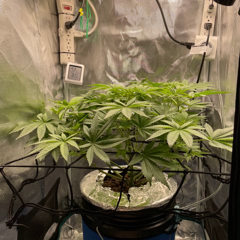 Critical Kush growlog timeline photo
