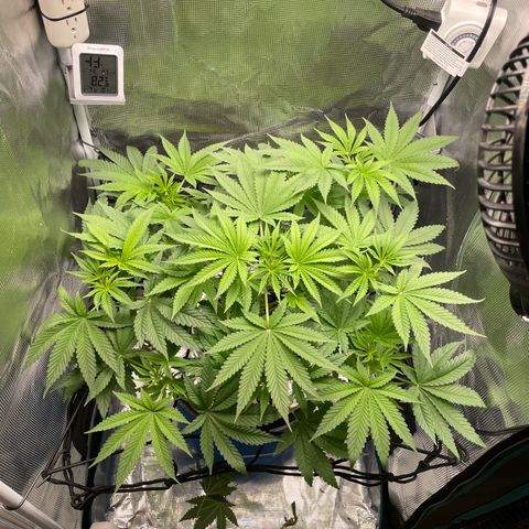 Critical Kush growlog timeline photo