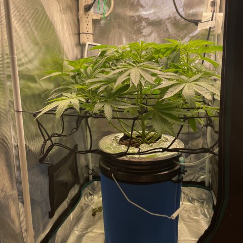 Critical Kush growlog timeline photo