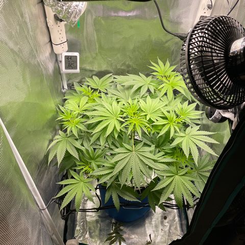 Critical Kush growlog timeline photo