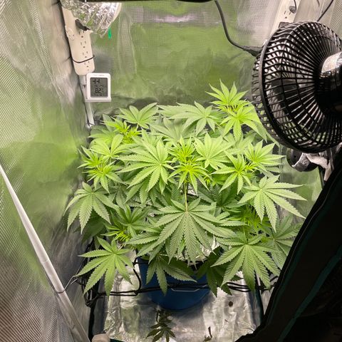 Critical Kush growlog timeline photo