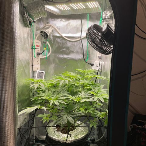 Critical Kush growlog timeline photo