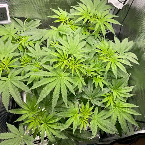 Critical Kush growlog timeline photo